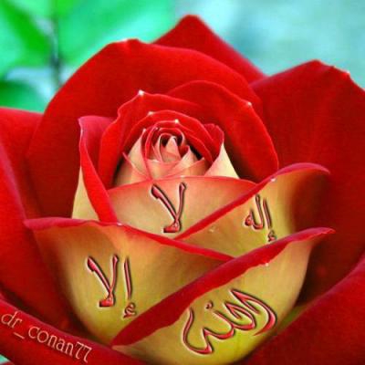 MACHA ALLAH - photo 3