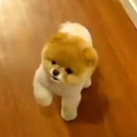 trop beau non - photo 2