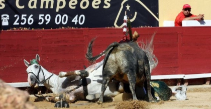 chevaux avec un taureau - photo 3