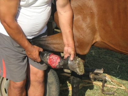 chevaux avec un taureau