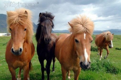 poney et cheveux  - photo 2