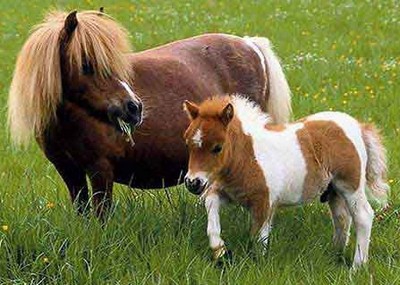 poney et cheveux  - photo 3