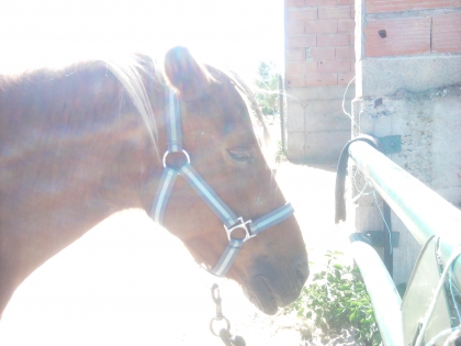 equitation - photo 2