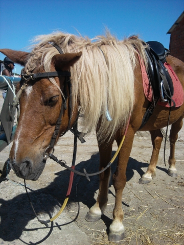 equitation - photo 3