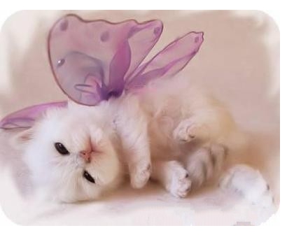 les chiens et les chats - photo 2