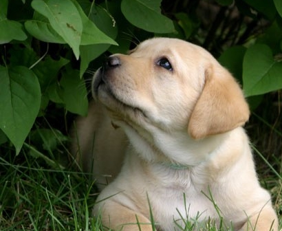 les chiens et les chats