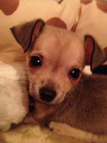 mon chien :D - photo 2