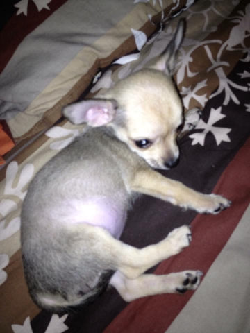 mon chien :D - photo 3