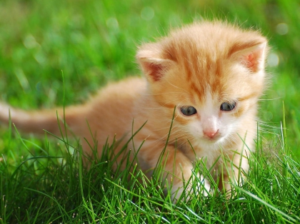 vous le trouver mignon      