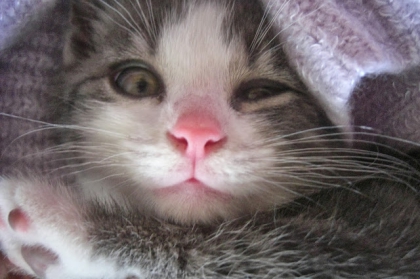 Ma pr�sentation ☺ - photo 2