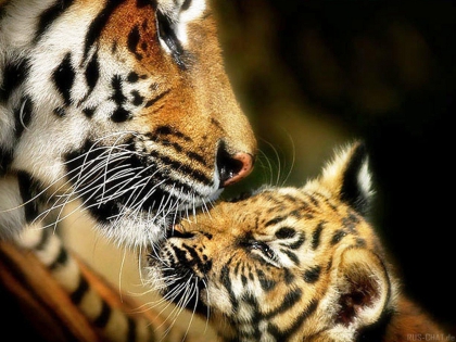 Concour d'elisedu72 - photo 2