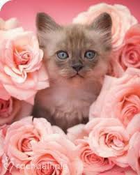 trop chouu :33 - photo 2