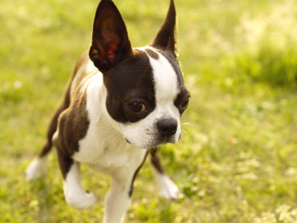 Boston-Terrier
