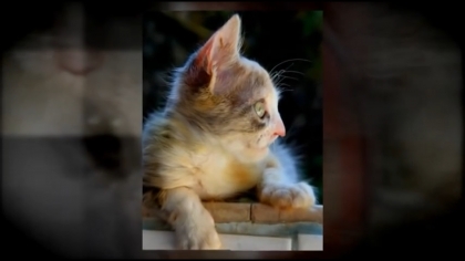 Abandonn  4 semaines sur le bord dune route, ce chat navait rien pour lui. Puis vint le miracle.