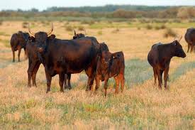 la camarge!! - photo 3