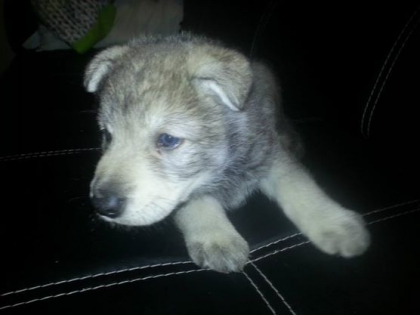 Loulou trop choupinou