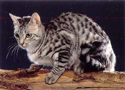 Mes Chats  - photo 3