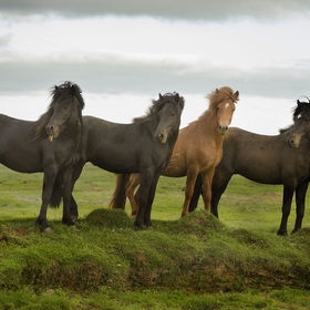 les chevaux - photo 2