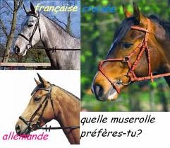 les chevaux