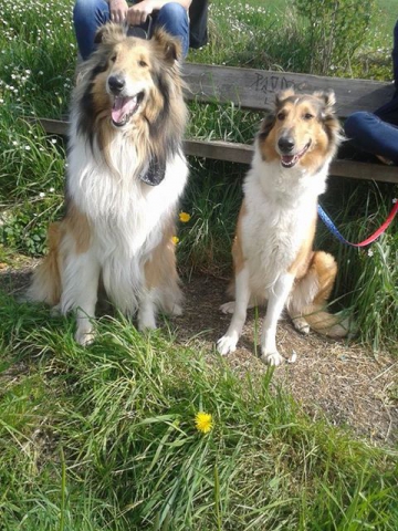Mes Chiens