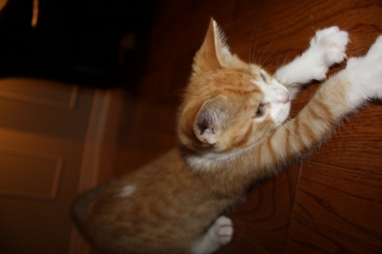 jaime les animaux et plus particulierement les chants - photo 2