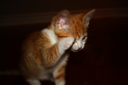 jaime les animaux et plus particulierement les chants - photo 3