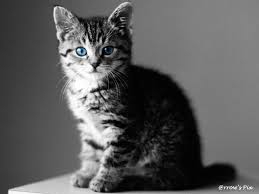 Le quell est le plus mignons ? - photo 3