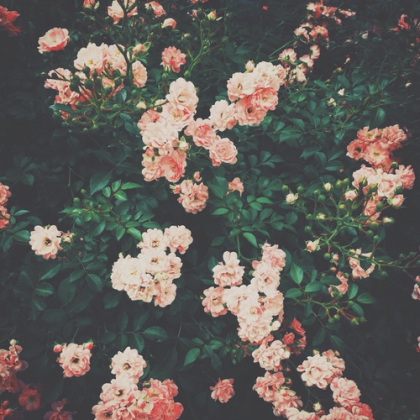 Dream Lovely! #Free Girl #Melissa Swaggy