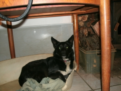 mon chien que j'aime trop