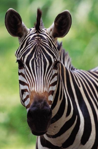 Mes petits zebres !!!