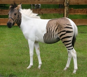 j adore les zebres