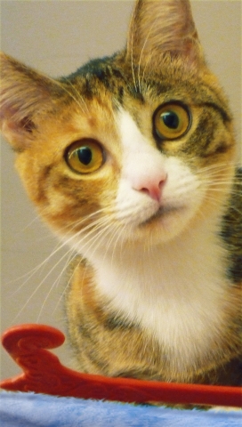 genre de musique ???♪♪♪♪♪♪