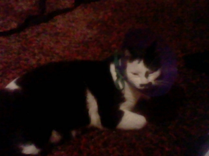 le pere des chaton et bl�sser - photo 3