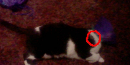 le pere des chaton et bl�sser