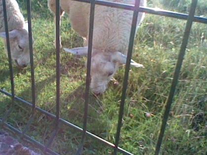 quand j'etait petite avec les mouton des voisins ^_^ - photo 2