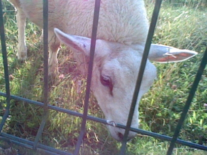 quand j'etait petite avec les mouton des voisins ^_^ - photo 3