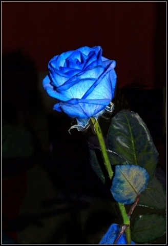 Langage des fleurs   A-B-C