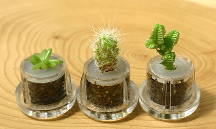 *o*[Les insolites Jap']*o* Plantes  emporter !!