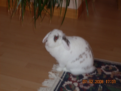  ma lapine 