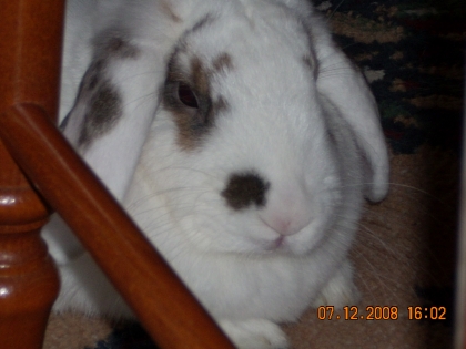                                            si tu devrais estre un animale tu serai koi ?