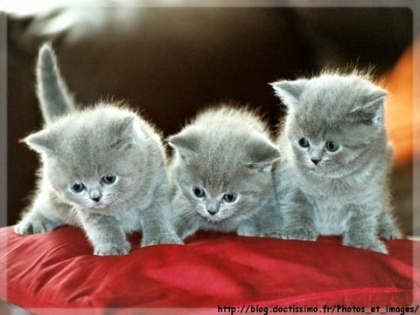 chatons