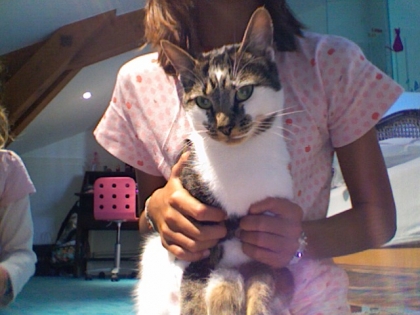 MON CHAT LE PLUS BEAU!!