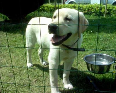 petit chient trop mignion!!!!