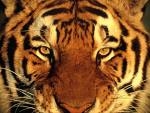 j'adore les tigre