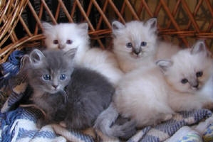 les petite mignon chat