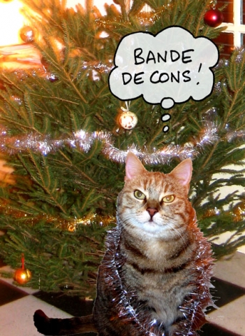 chat qui parle 