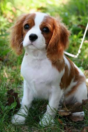 Cavalier king charle marron-blanc