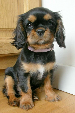 Cavalier king charles marron-noir