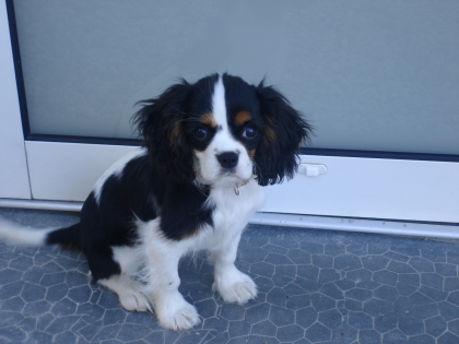 king charles noir-marron-blanc