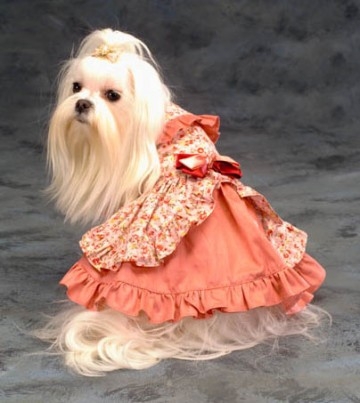 Regardez cette chienne dans l' eau tros mignonne